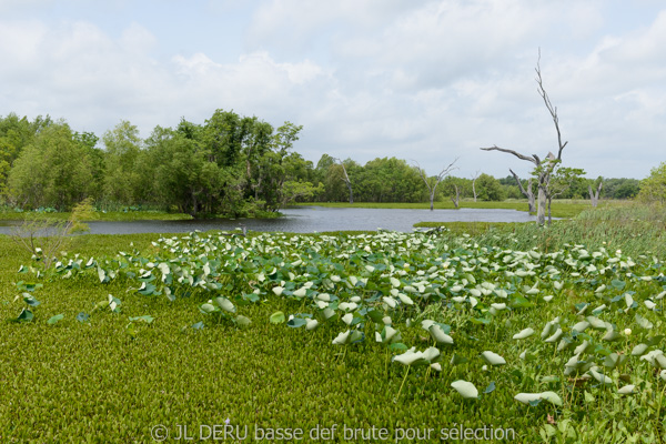 Brazos Bend State Park, TX, USA